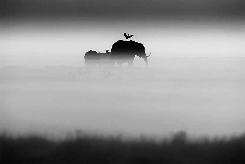 Elephants and bird, Kenya 2015<p>© Laurent Baheux</p>