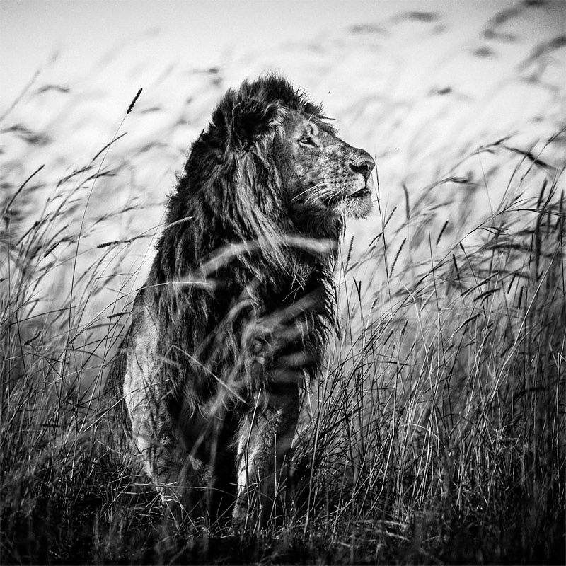 Lion in the grass I, Kenya 2013<p>© Laurent Baheux</p>