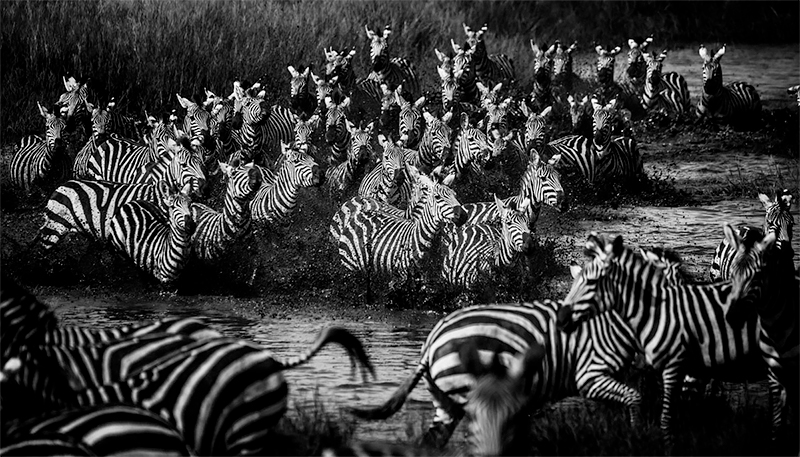 <p>© Laurent Baheux</p>