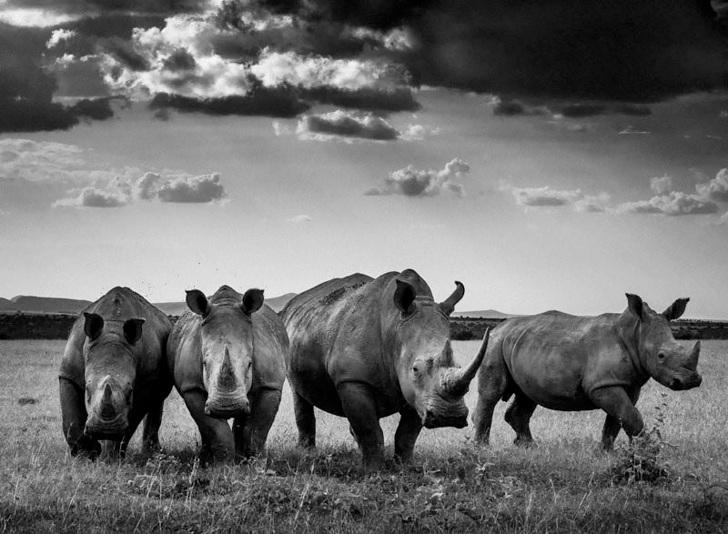 Rhinos quartet, Kenya 2013<p>© Laurent Baheux</p>
