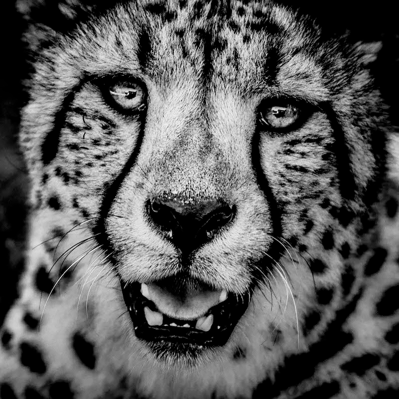 Cheetah portrait, Kenya 2013<p>© Laurent Baheux</p>
