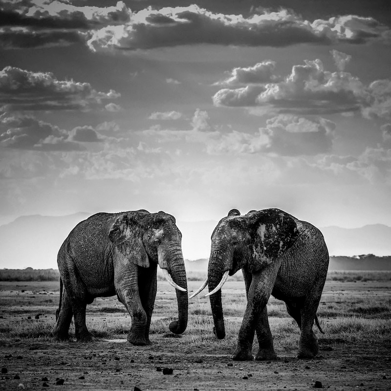 Elephant-The road is closed, Kenya 2015<p>© Laurent Baheux</p>