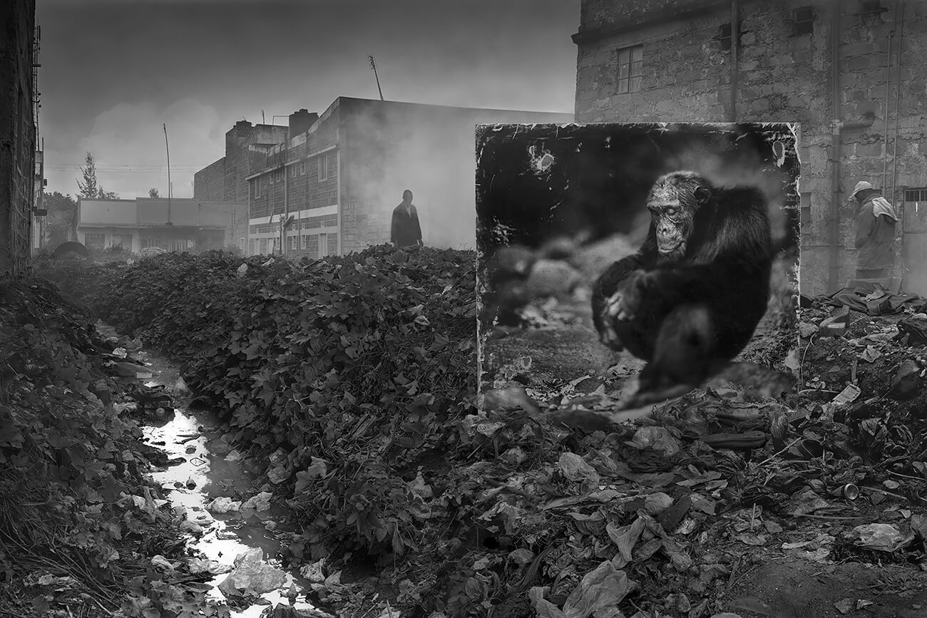 Inherit the Dust -  Alleyway with Chimpanzee<p>© Nick Brandt</p>