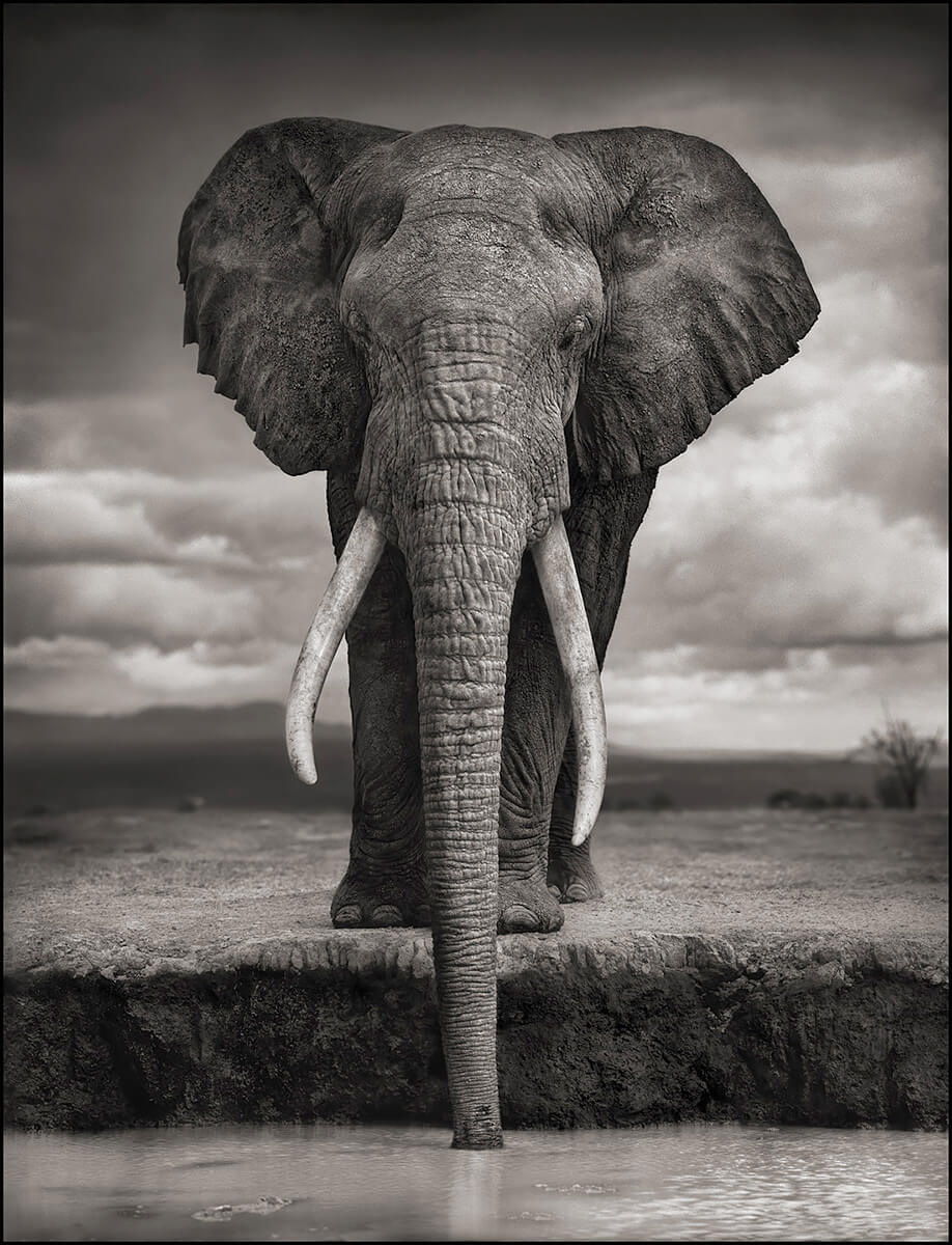 A Show Falls - Elephant Drinking, Amboseli<p>© Nick Brandt</p>