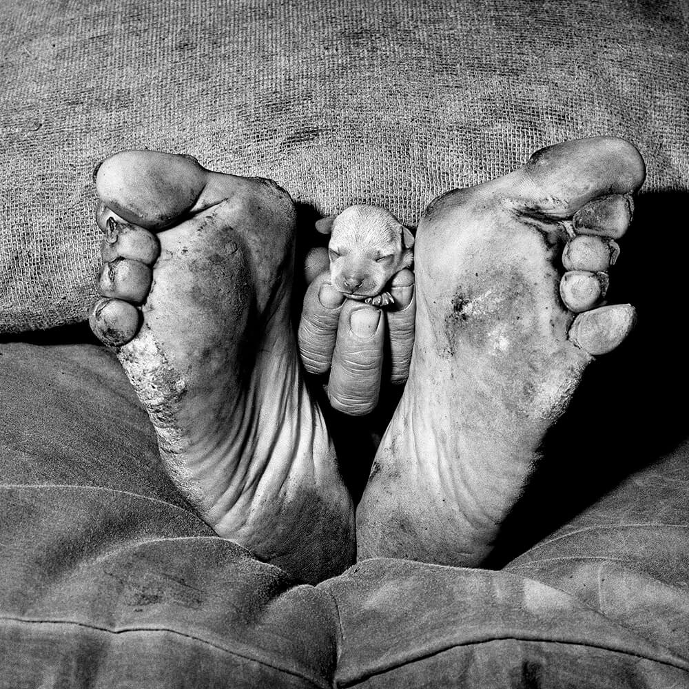 Puppy Between Feet, 1999<p>© Roger Ballen</p>