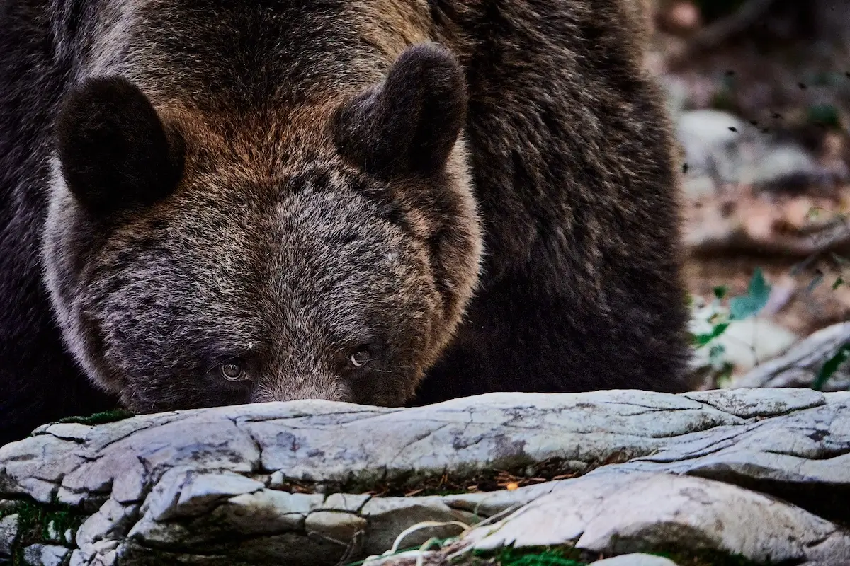 <p>&copy; Stefano  Battistelli</p>