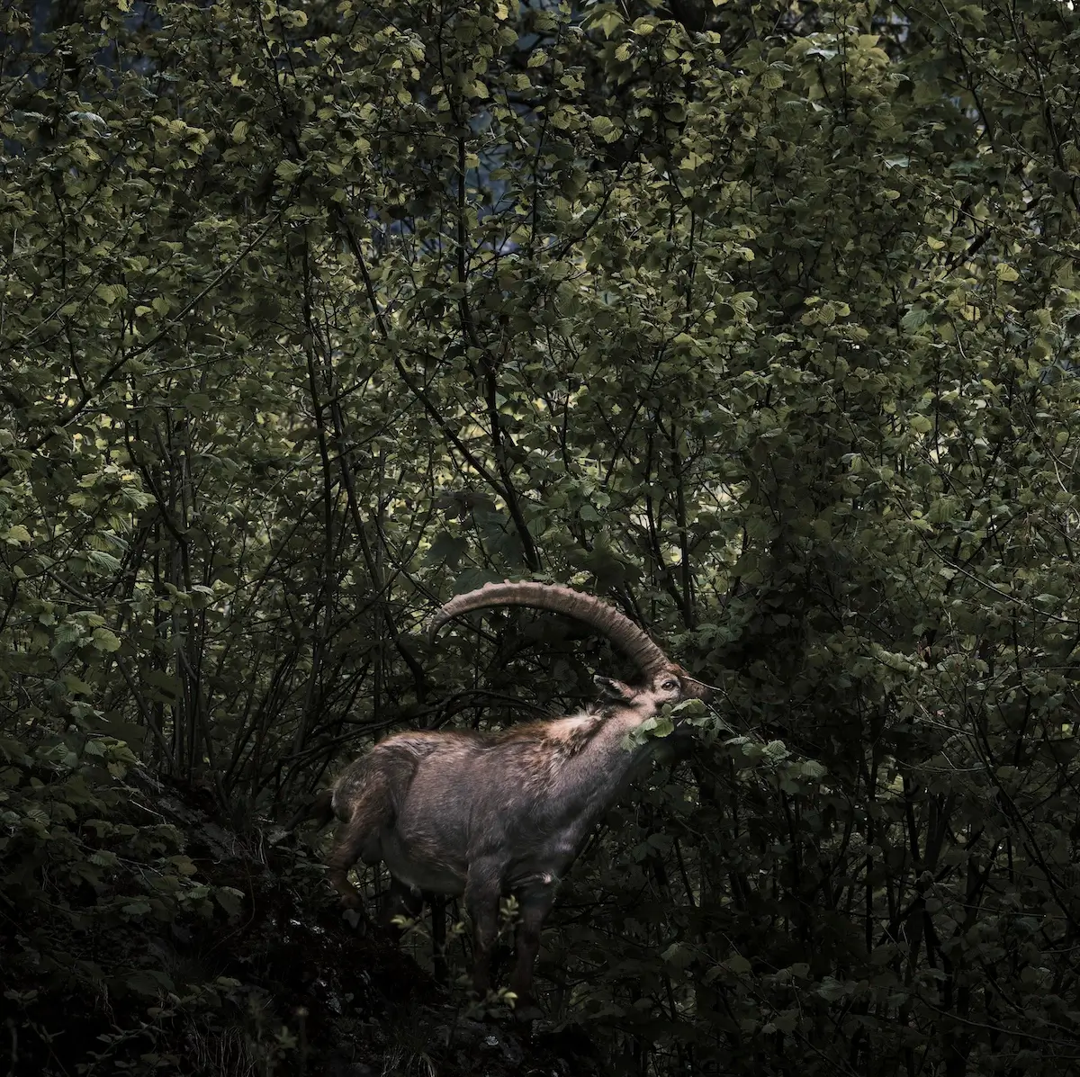 <p>&copy; Stefano  Battistelli</p>