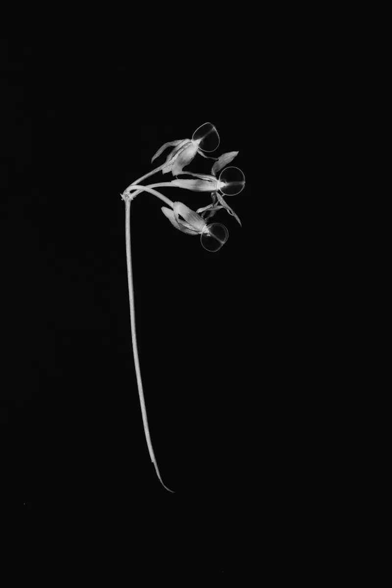 <p>&copy; Tracy Burke</p>