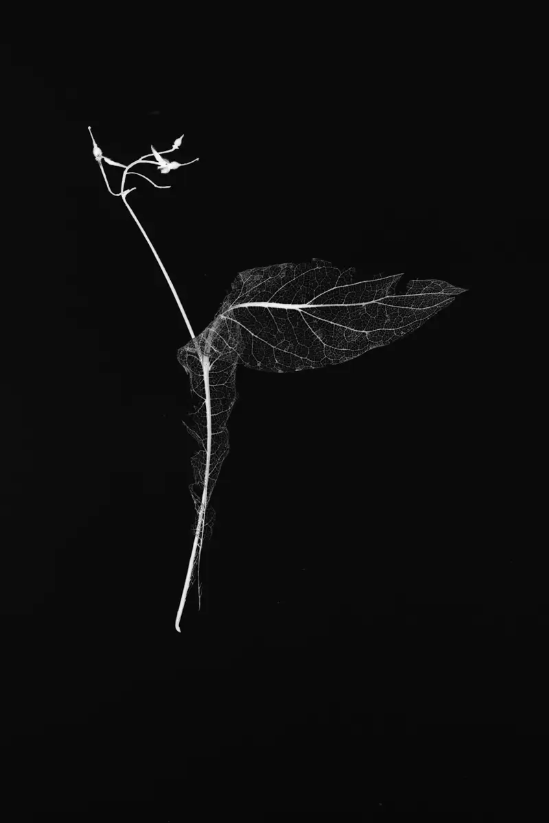 <p>&copy; Tracy Burke</p>