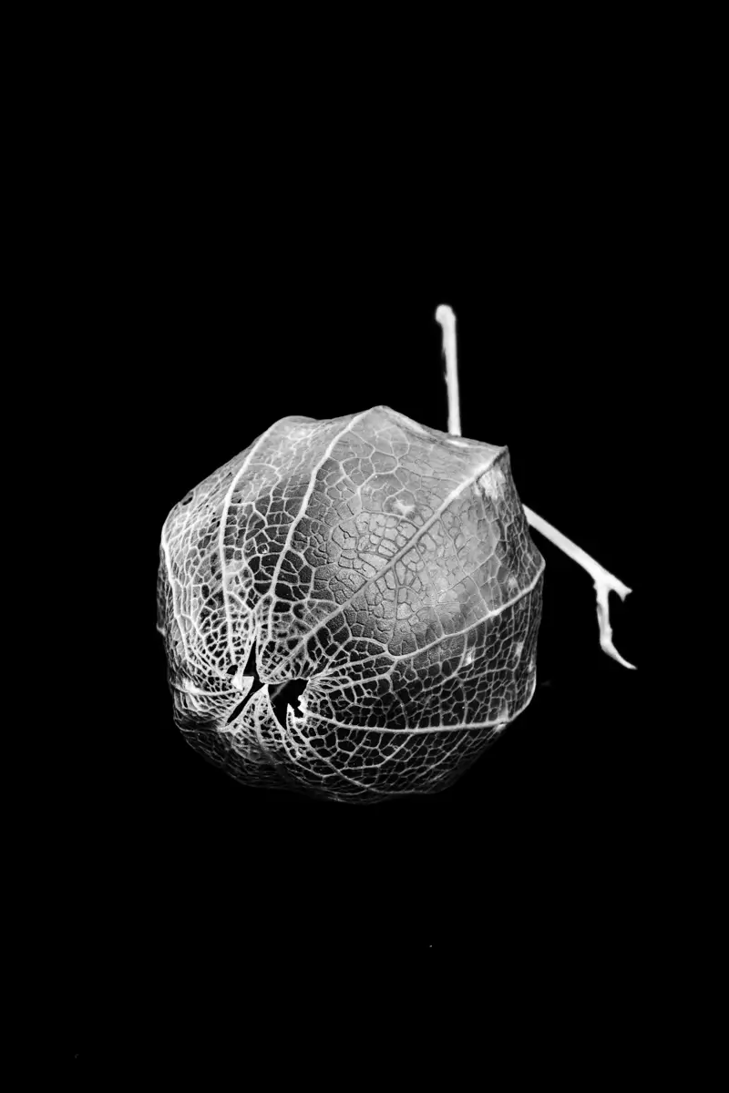 <p>&copy; Tracy Burke</p>