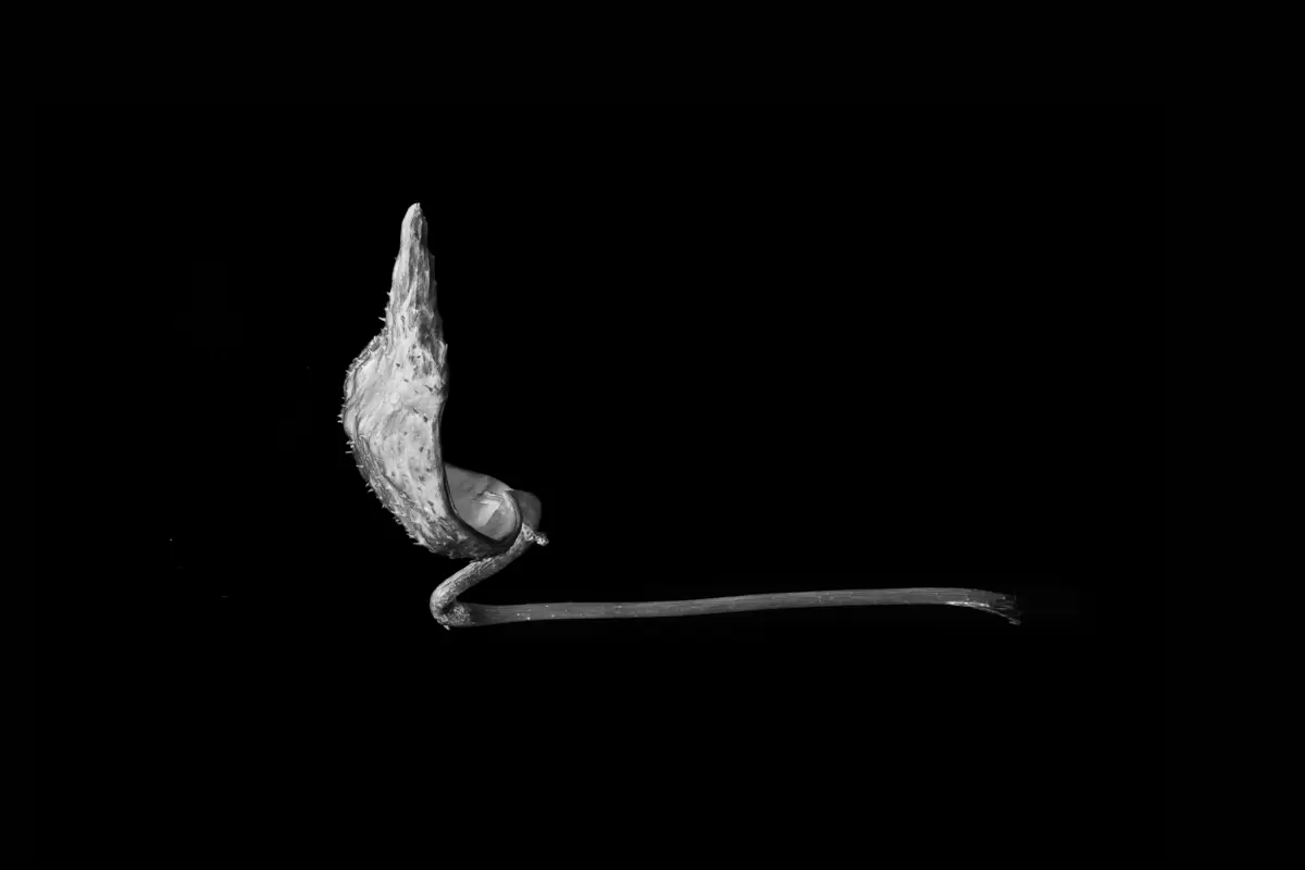 <p>&copy; Tracy Burke</p>