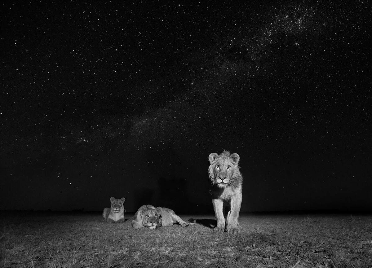 <p>© Will Burrard-Lucas</p>