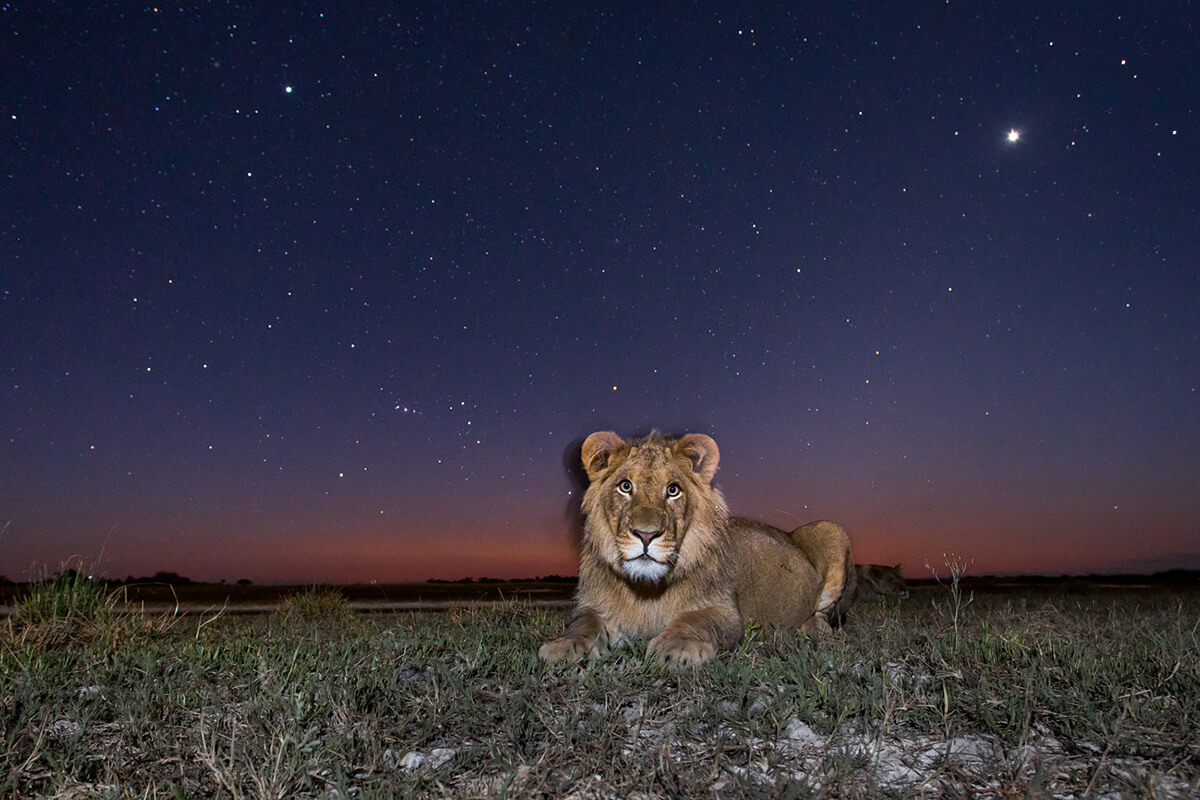 <p>© Will Burrard-Lucas</p>