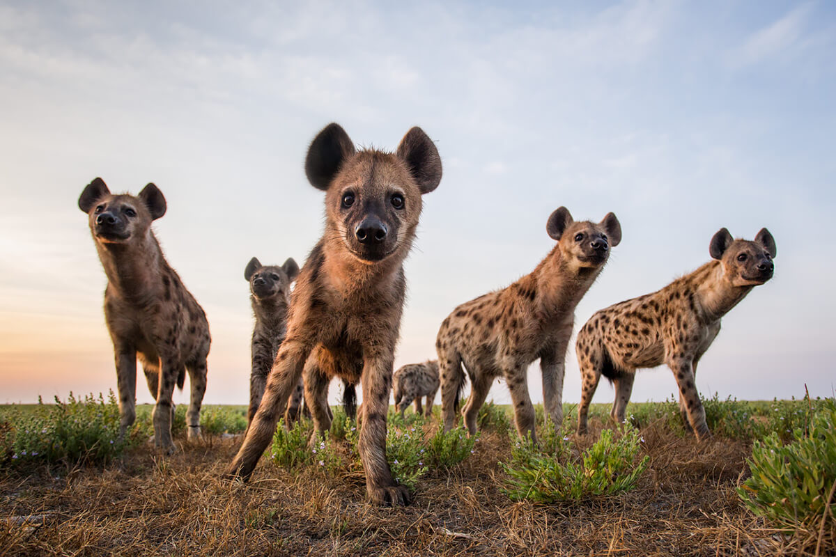 <p>© Will Burrard-Lucas</p>