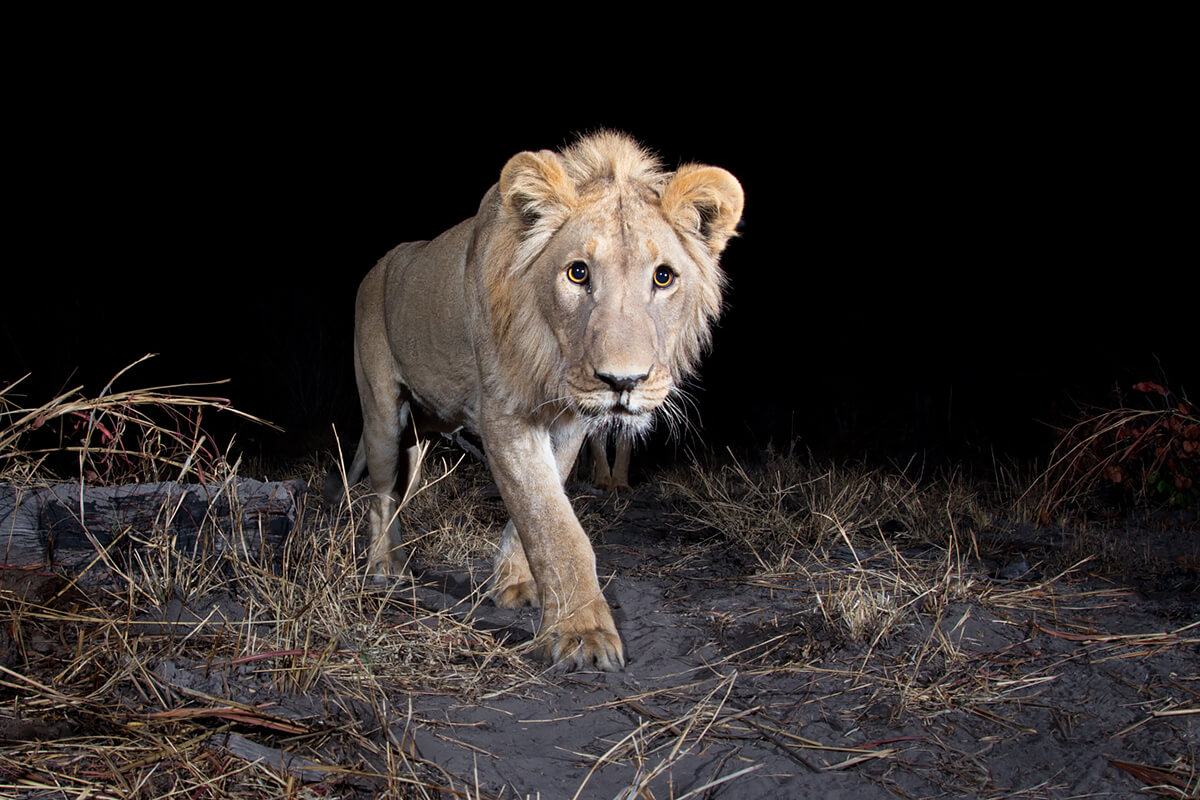 <p>© Will Burrard-Lucas</p>