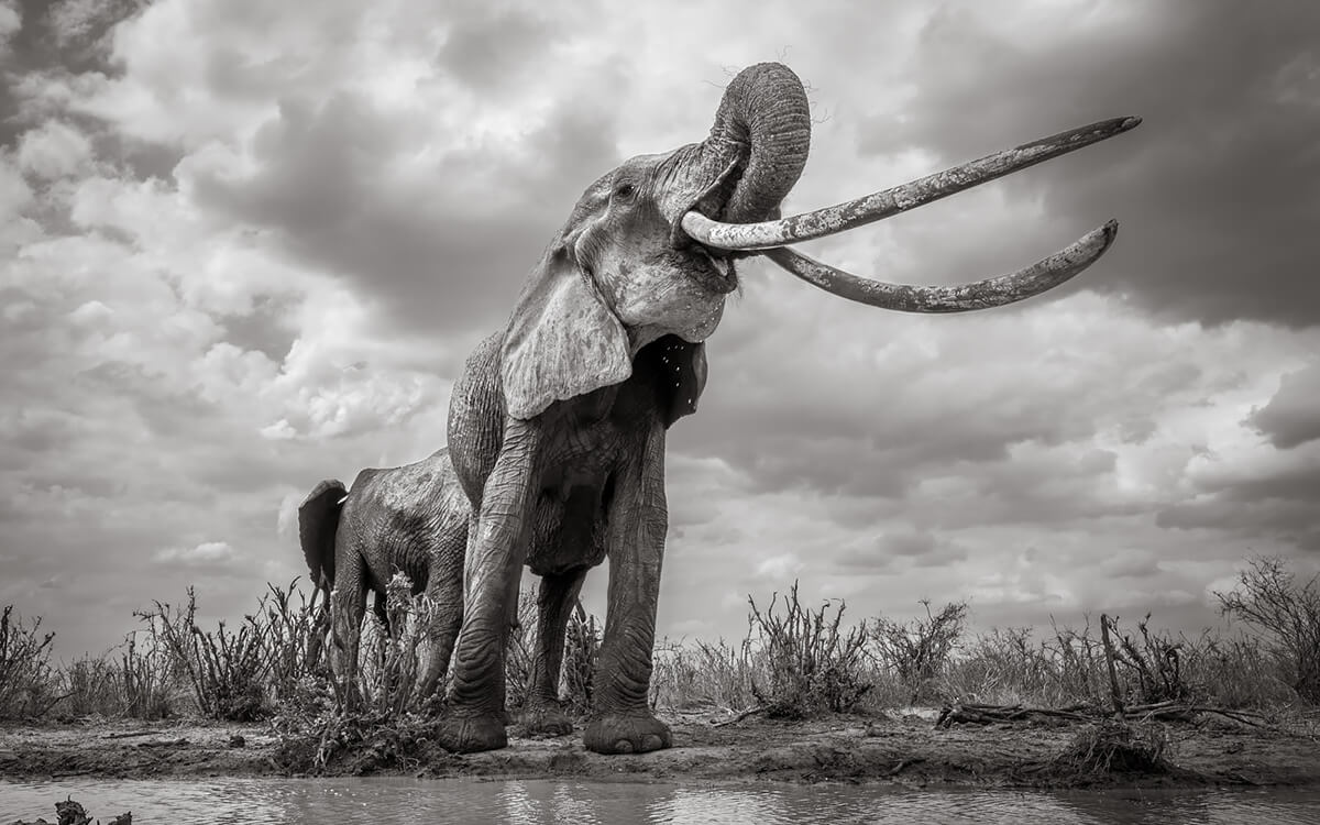 <p>© Will Burrard-Lucas</p>