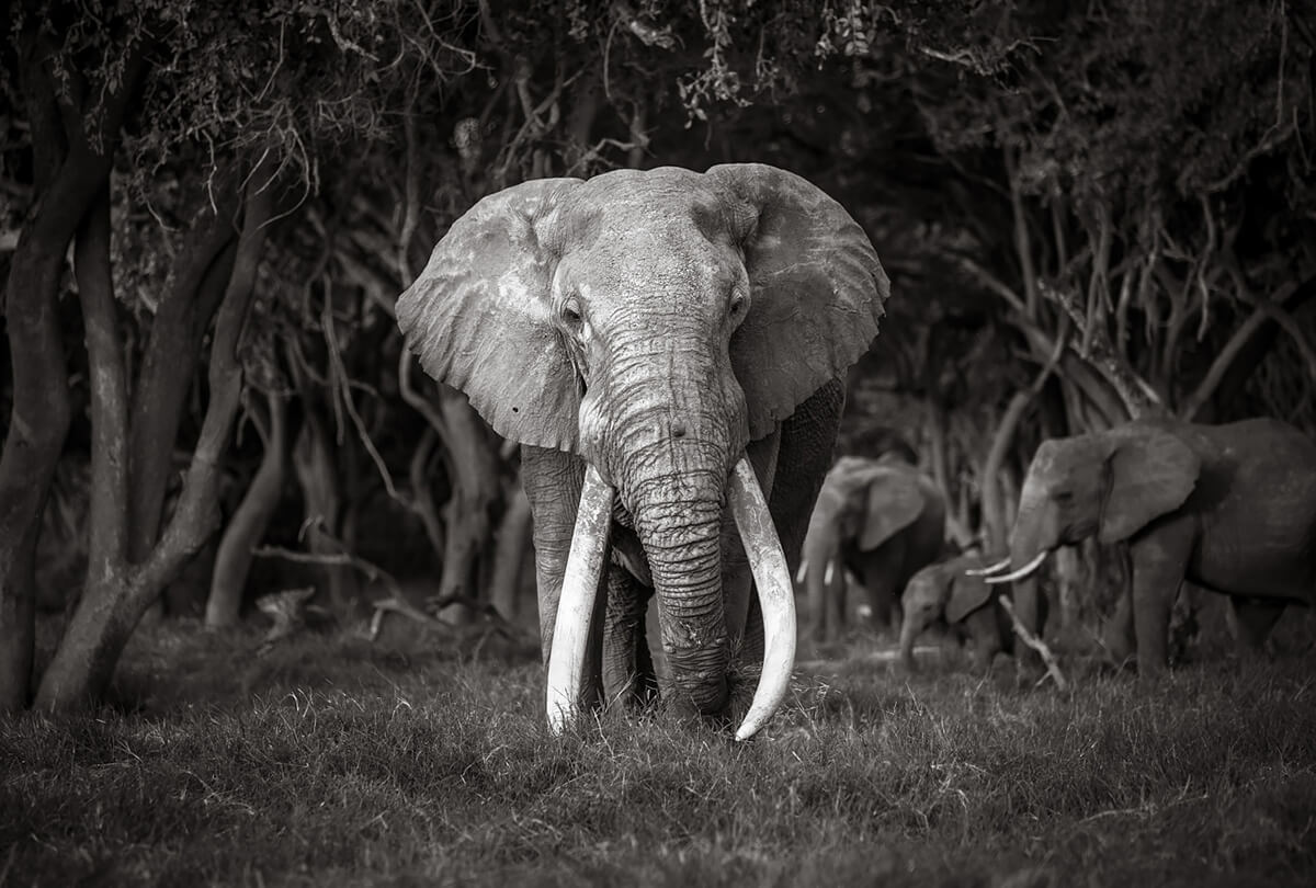 <p>© Will Burrard-Lucas</p>