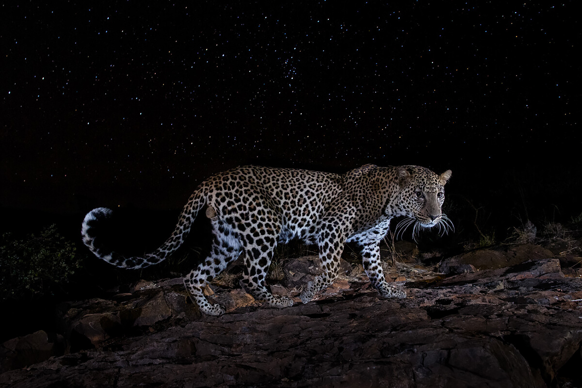 <p>© Will Burrard-Lucas</p>