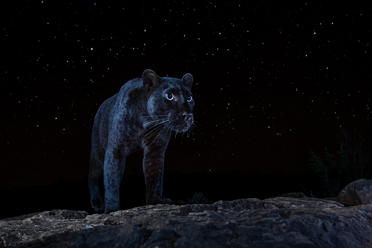 <p>© Will Burrard-Lucas</p>