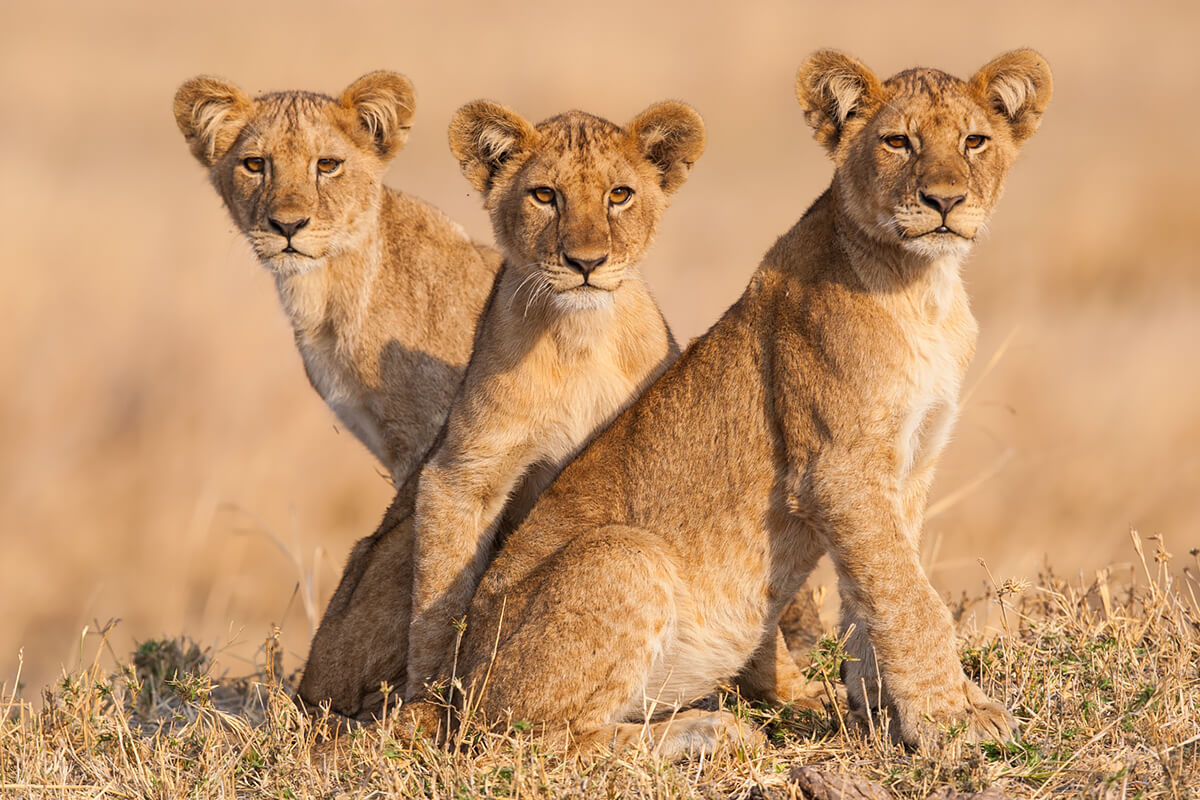 <p>© Will Burrard-Lucas</p>