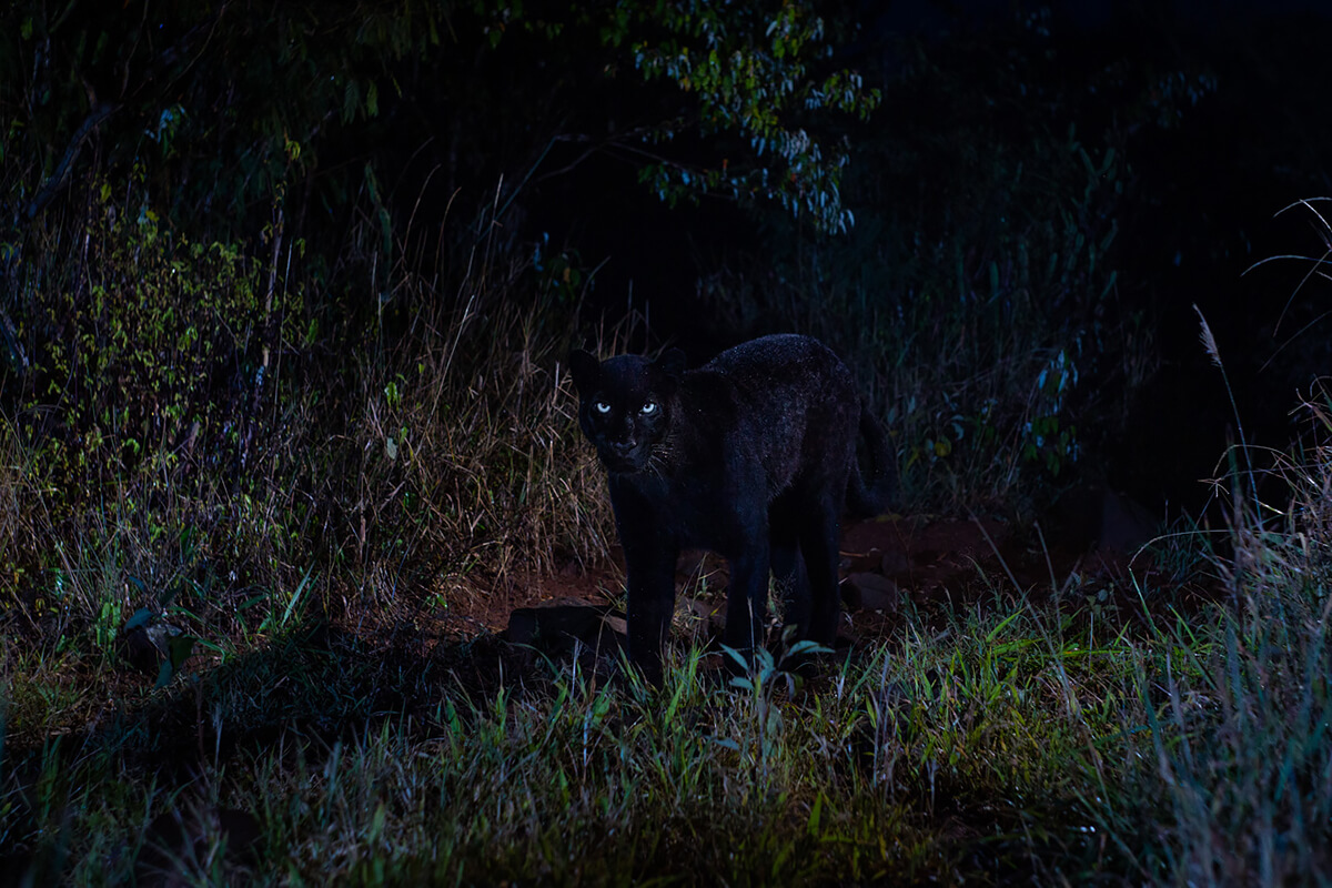 <p>© Will Burrard-Lucas</p>