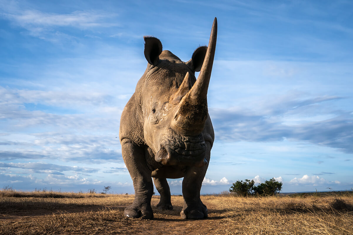 <p>© Will Burrard-Lucas</p>