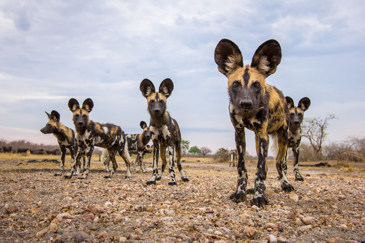 <p>© Will Burrard-Lucas</p>