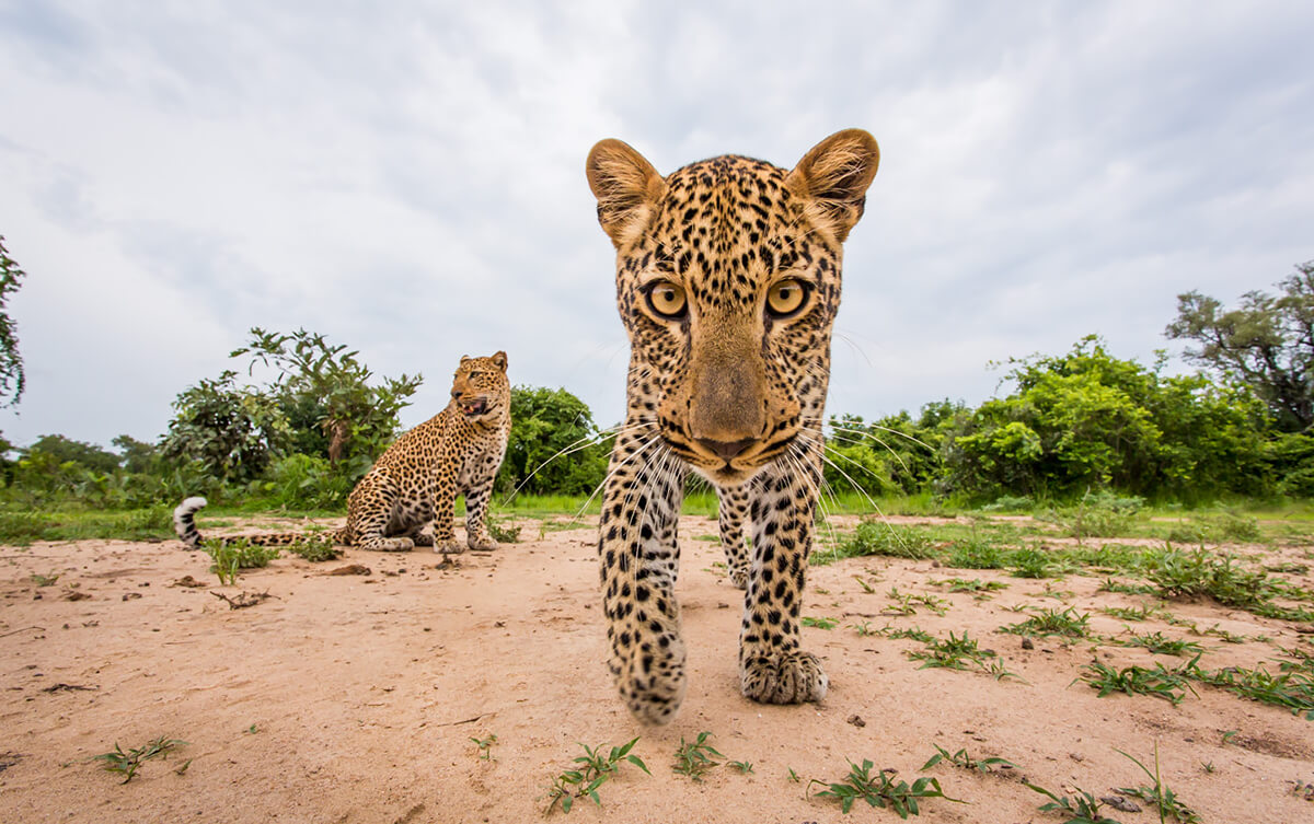 <p>© Will Burrard-Lucas</p>