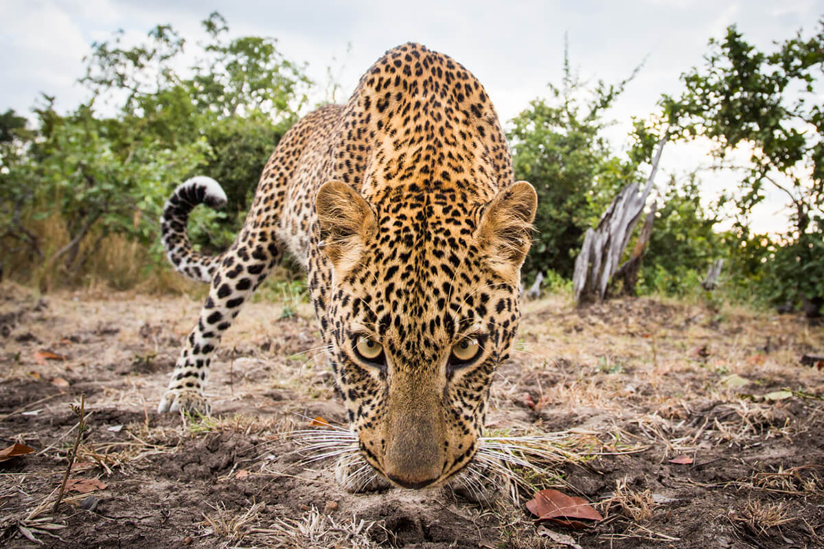 <p>© Will Burrard-Lucas</p>