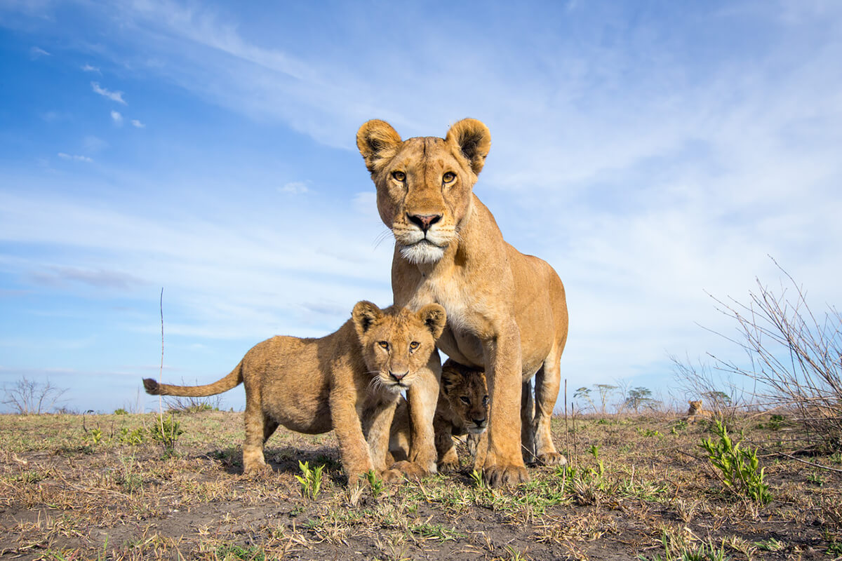 <p>© Will Burrard-Lucas</p>