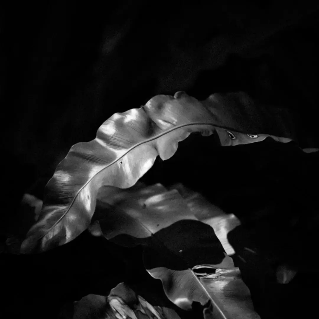 <p>&copy; Archie Cludven</p>