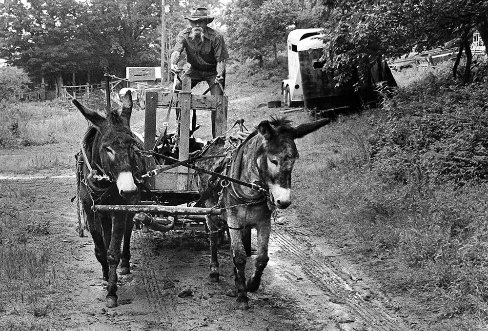 Hauling Timber<p>© Beverly  Conley</p>