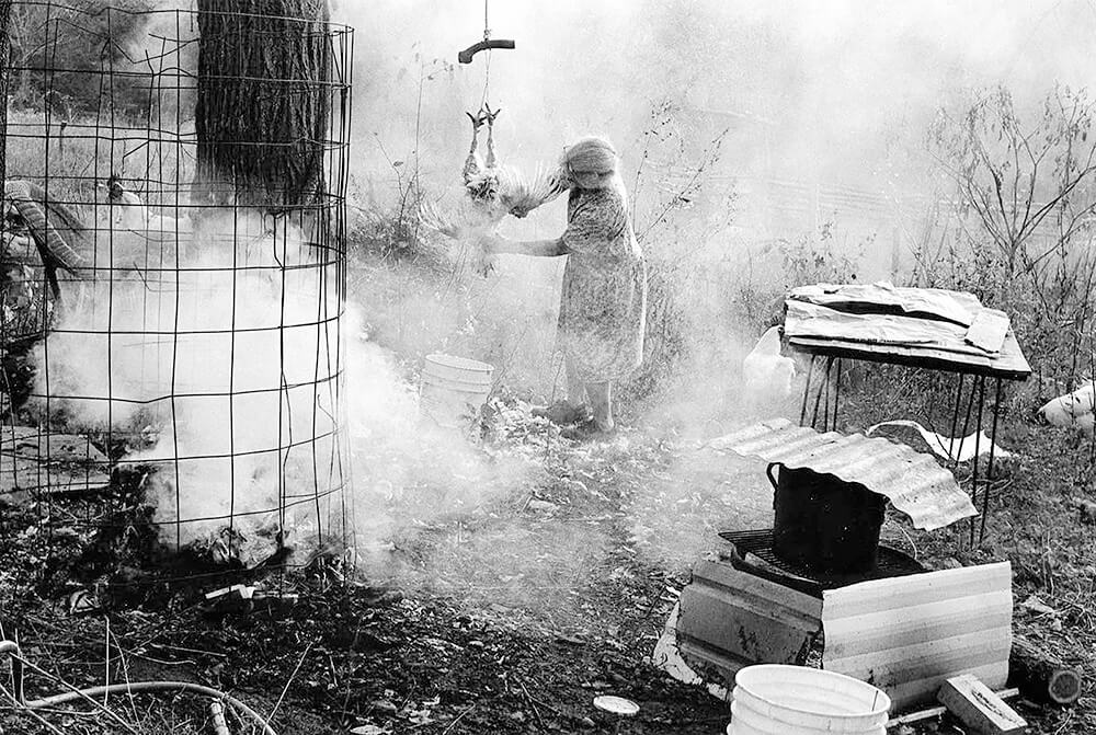 Woman Plucking A Chicken<p>© Beverly  Conley</p>