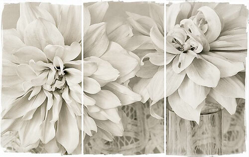 Lace Dahlias I 2011<p>© Brigitte Carnochan</p>