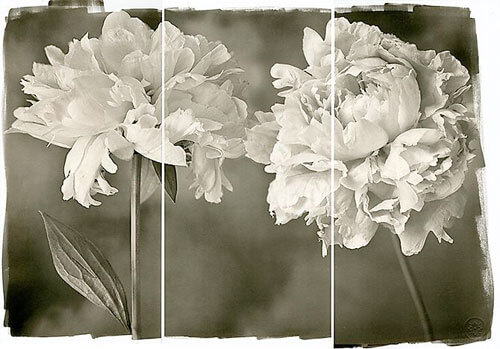 Engagement Peonies 2011<p>© Brigitte Carnochan</p>