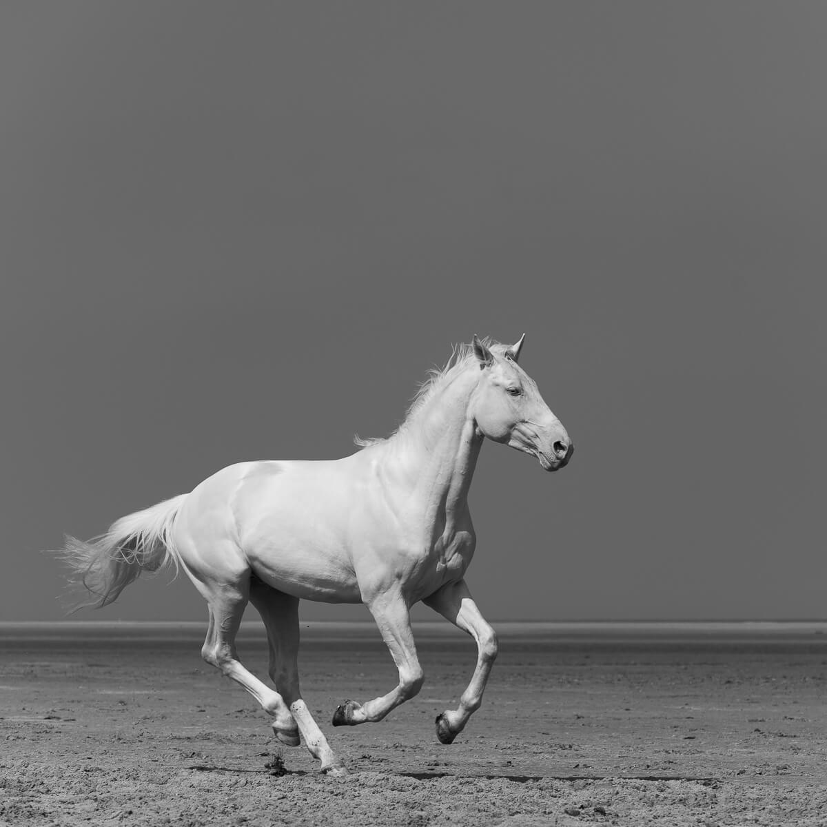 Dark Horse, Courmayeur, Italy 2021<p>© Julien Coomans</p>