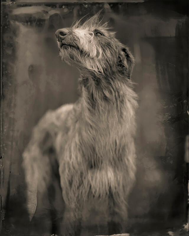 Keith Carter, Bog Dog, 2014, Courtesy PDNB Gallery, Dallas, TX<p>© Keith Carter</p>