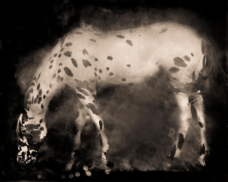 Keith Carter, Leopard Appaloosa, 2014, Courtesy PDNB Gallery, Dallas, TX<p>© Keith Carter</p>