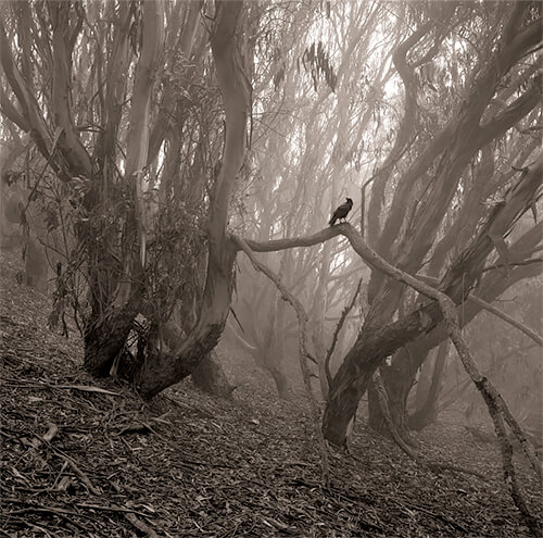 Crow, Fort Funston, 2014<p>© Mark Citret</p>