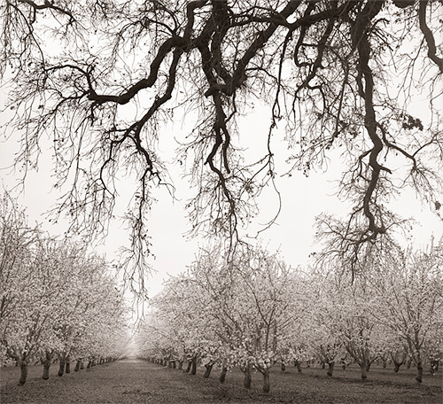 Oak and Orchard, Farmington, 2015<p>© Mark Citret</p>