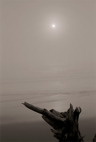 Stump, Ocean Beach, 2013<p>© Mark Citret</p>