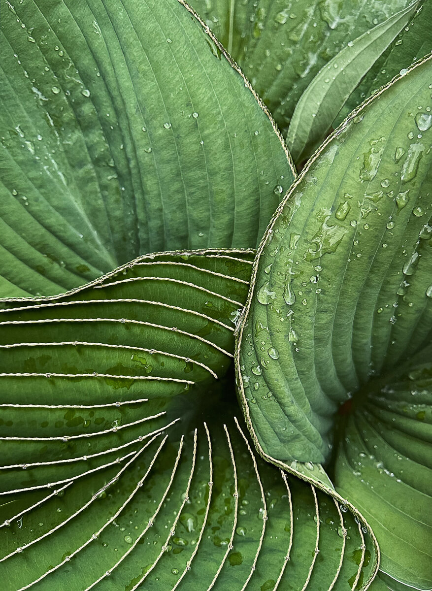 Morning Raindrops Embroidered<p>© Myrtie Cope</p>