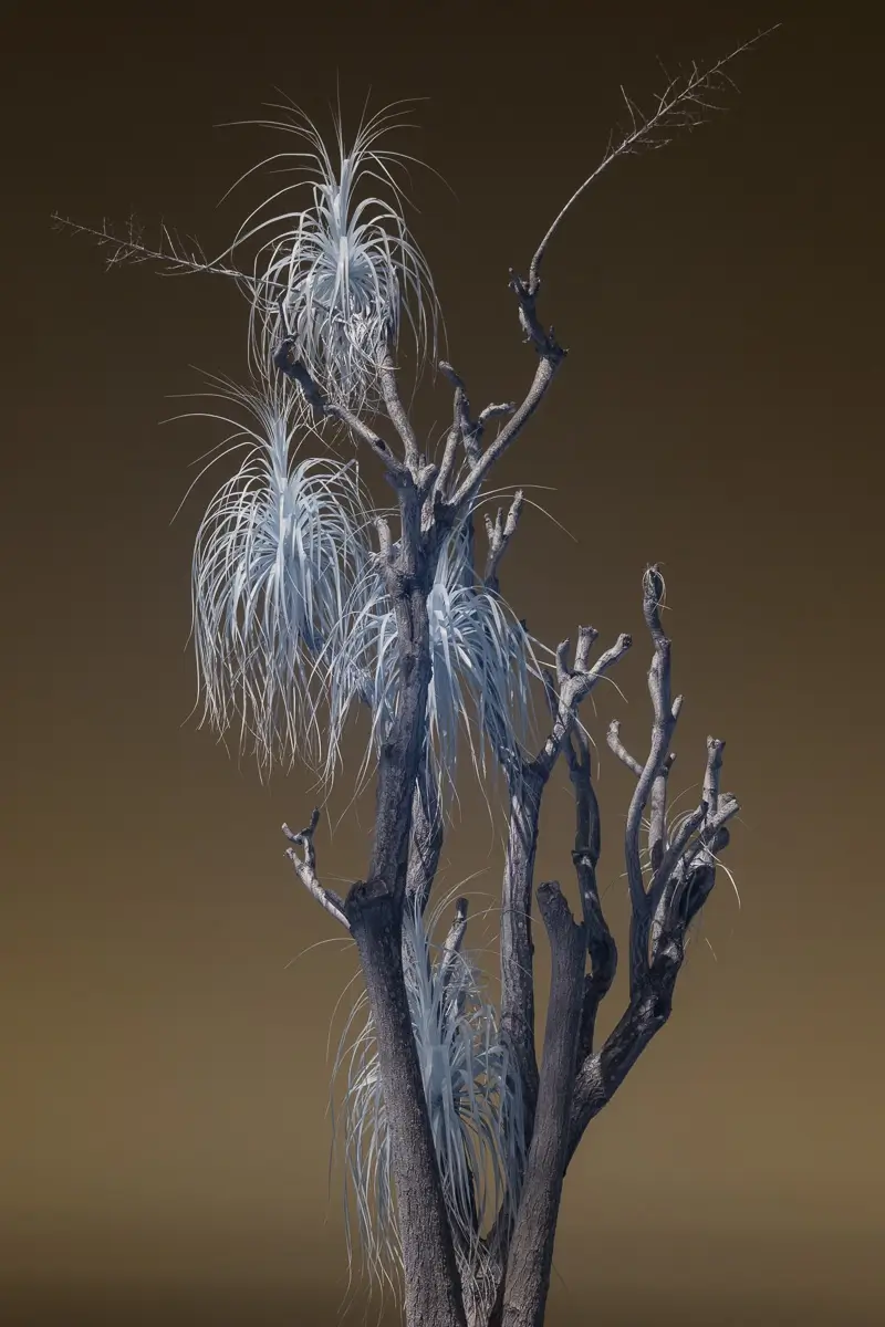 <p>&copy; Nat Coalson</p>