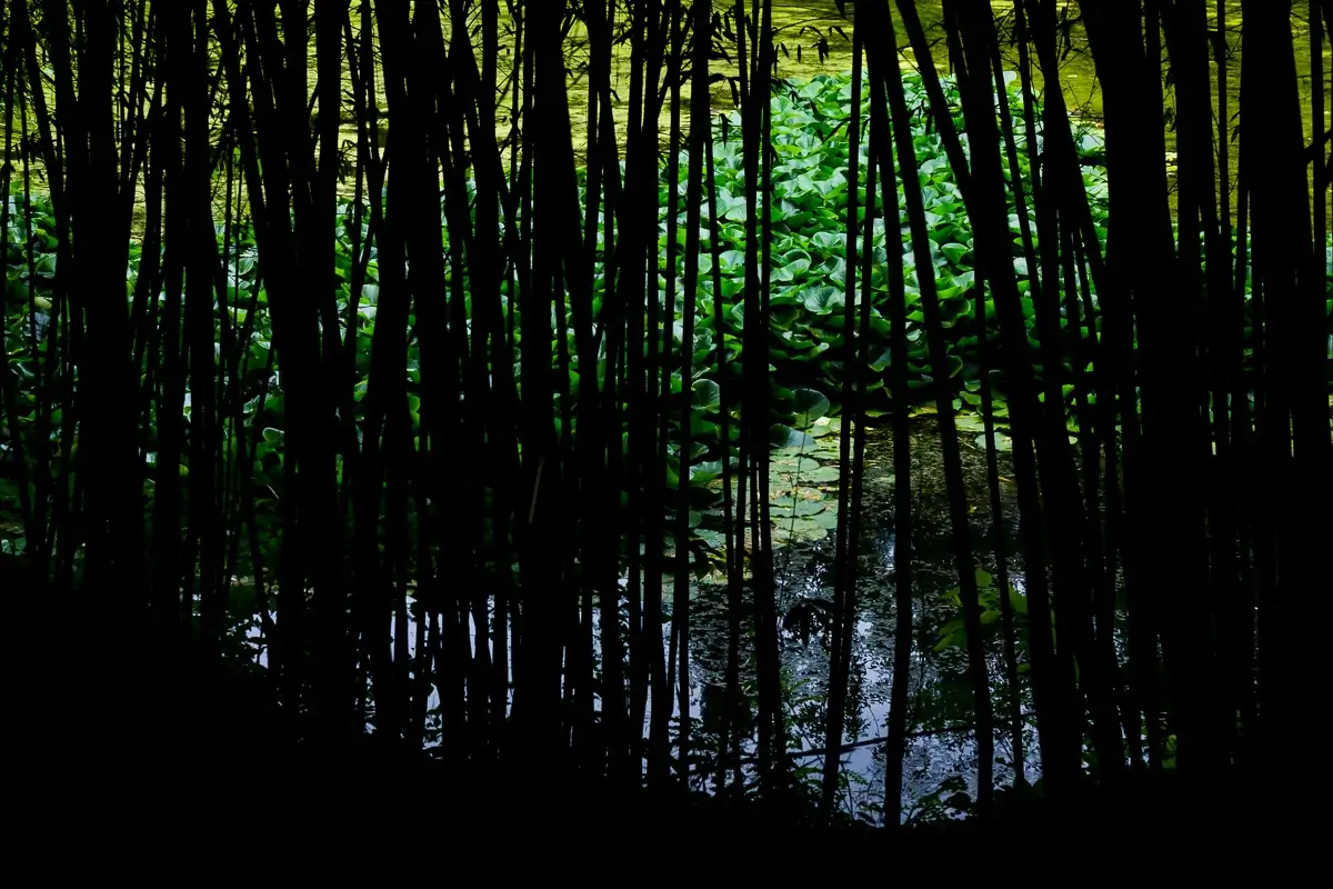 <p>&copy; Nat Coalson</p>