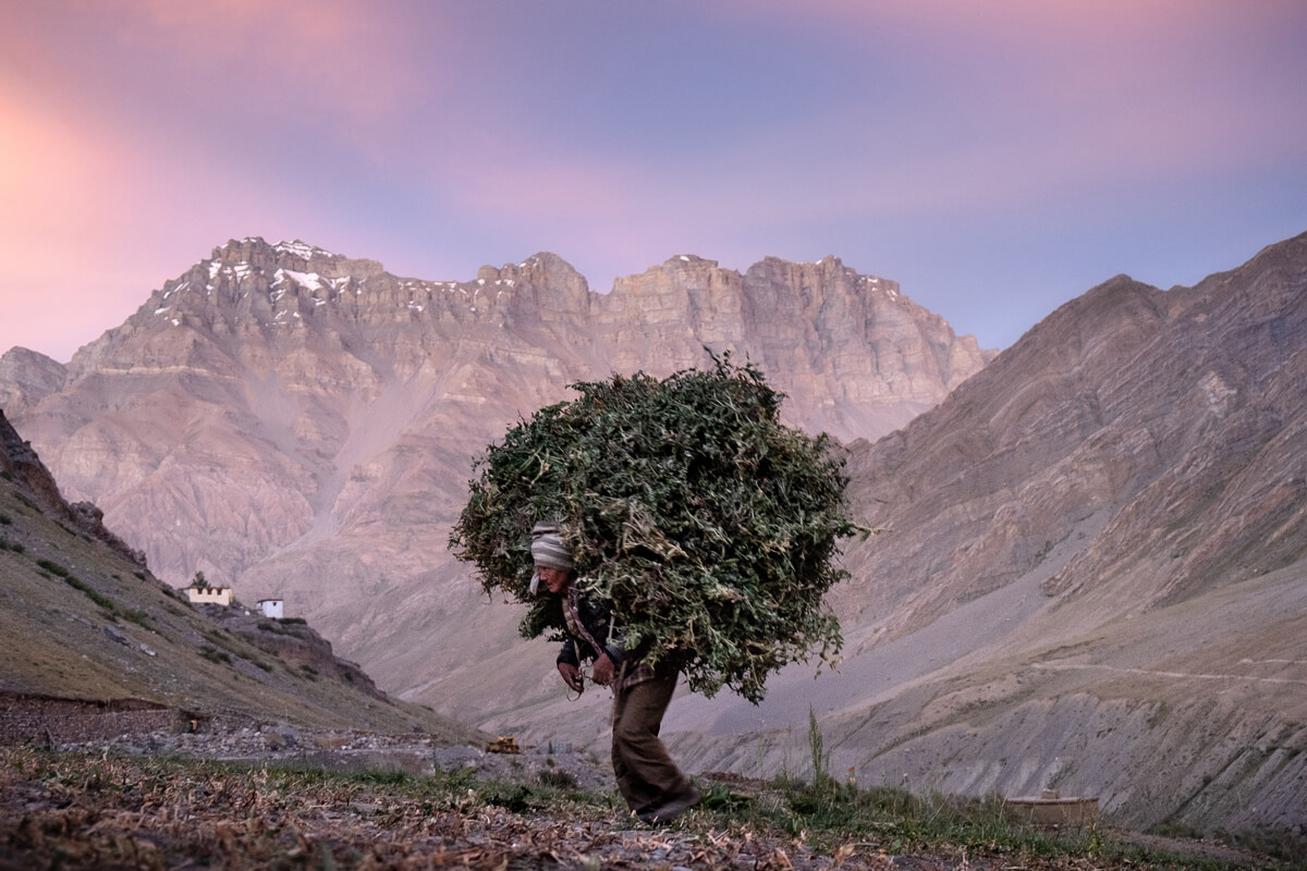 The human tree<p>© Nicolas Castermans</p>