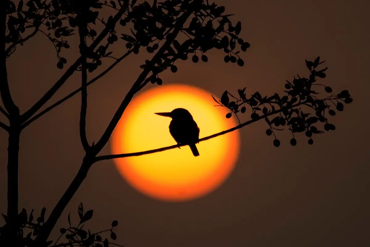 <p>© Raghuvamsh Chavali</p>