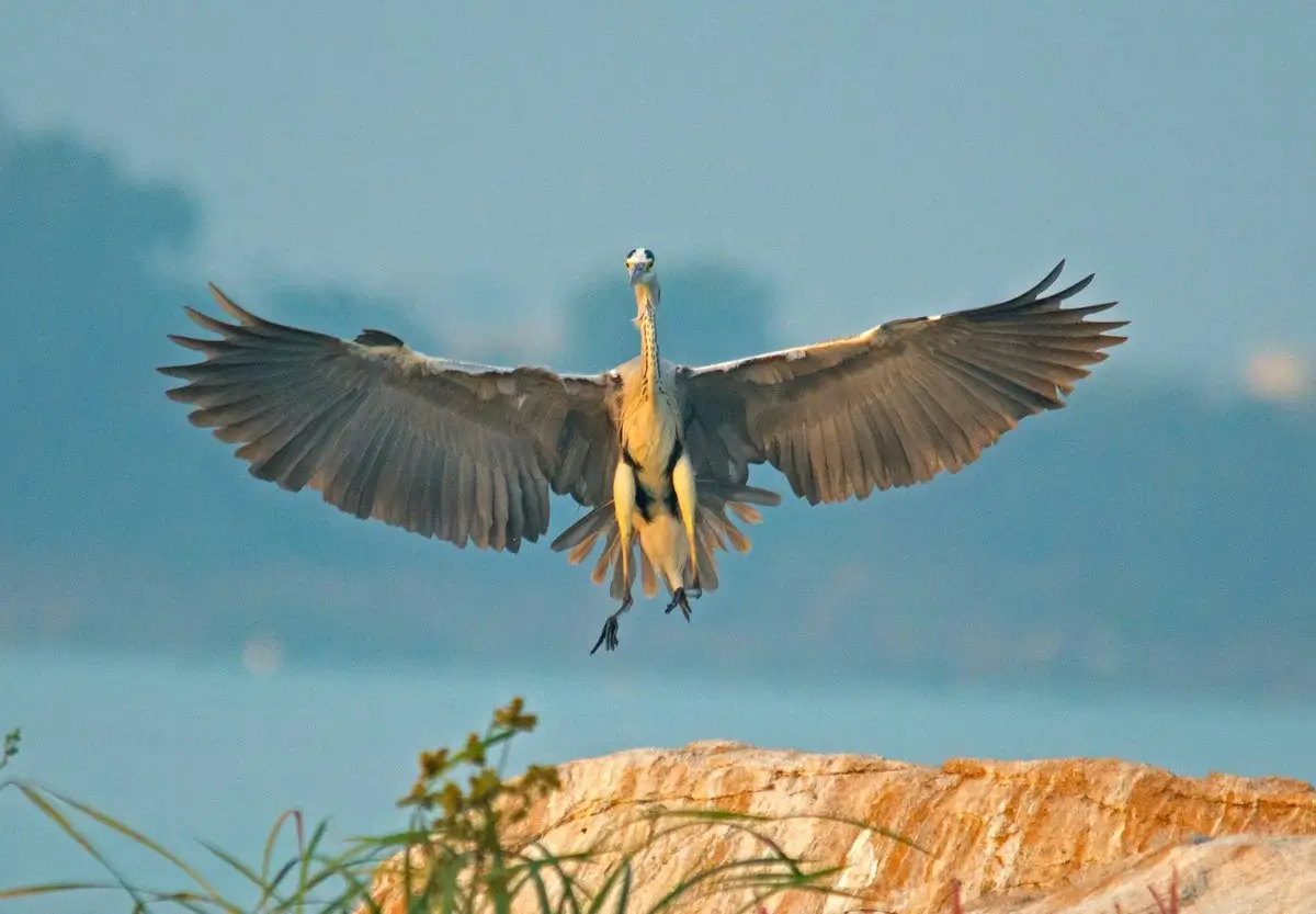 <p>© Raghuvamsh Chavali</p>