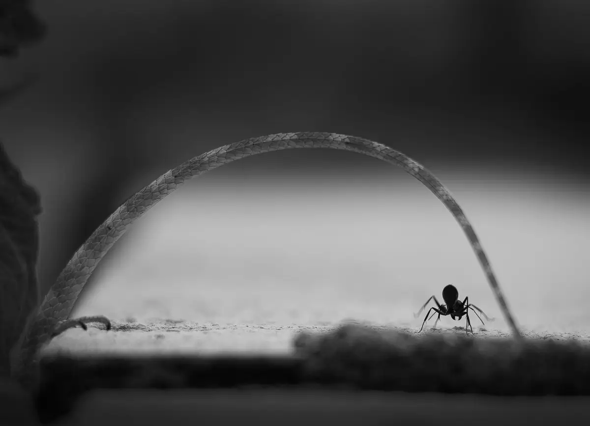 <p>© Raghuvamsh Chavali</p>