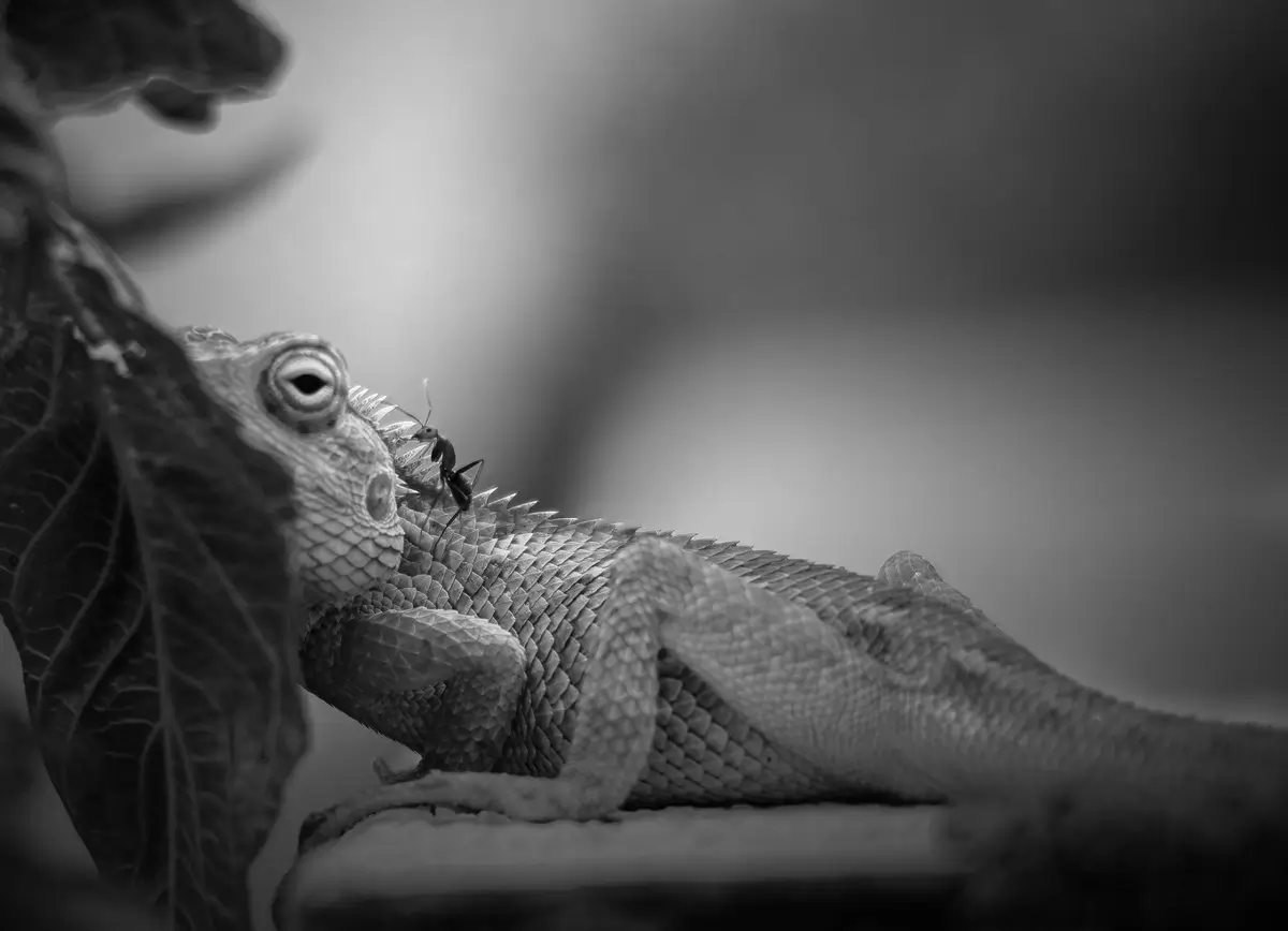 <p>© Raghuvamsh Chavali</p>