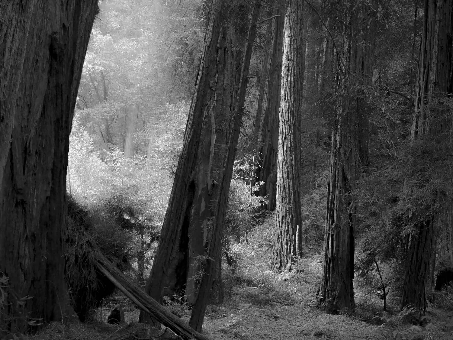 Old Redwoods<p>© Spencer Cox</p>